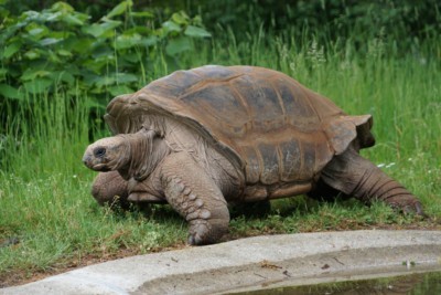 Im Sommerquartier sind die Riesenschildkröten gut für die Besucher erlebbar