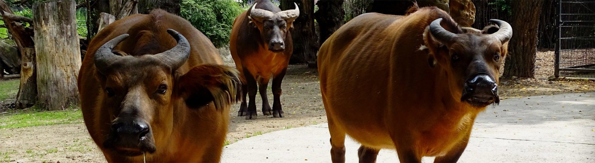 African forest buffalo