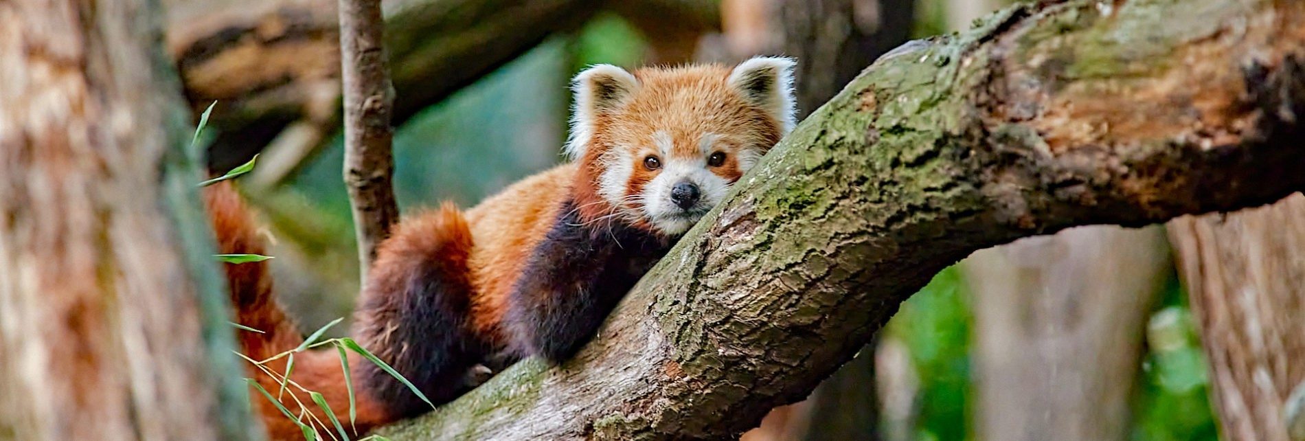 Roter Panda (Foto: Hans Fineart) Roter Panda