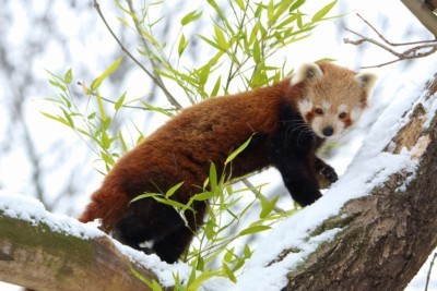 Roter Panda im Schnee