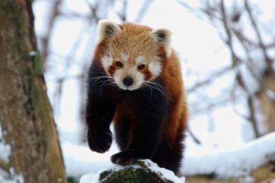 Roter Panda im Schnee (Foto: Mike Wolf) Roter Panda im Schnee