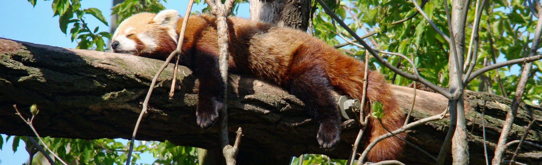 Red panda sleeping