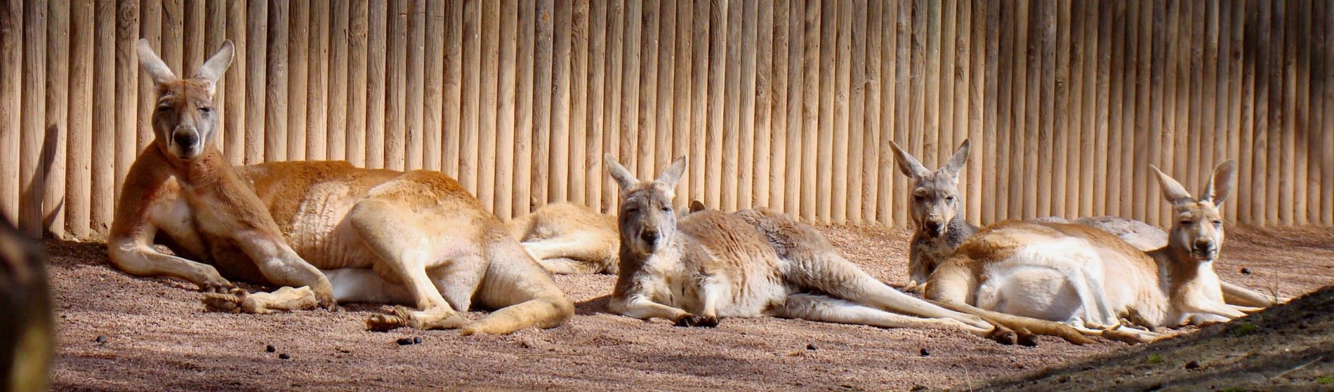 red kangaroos