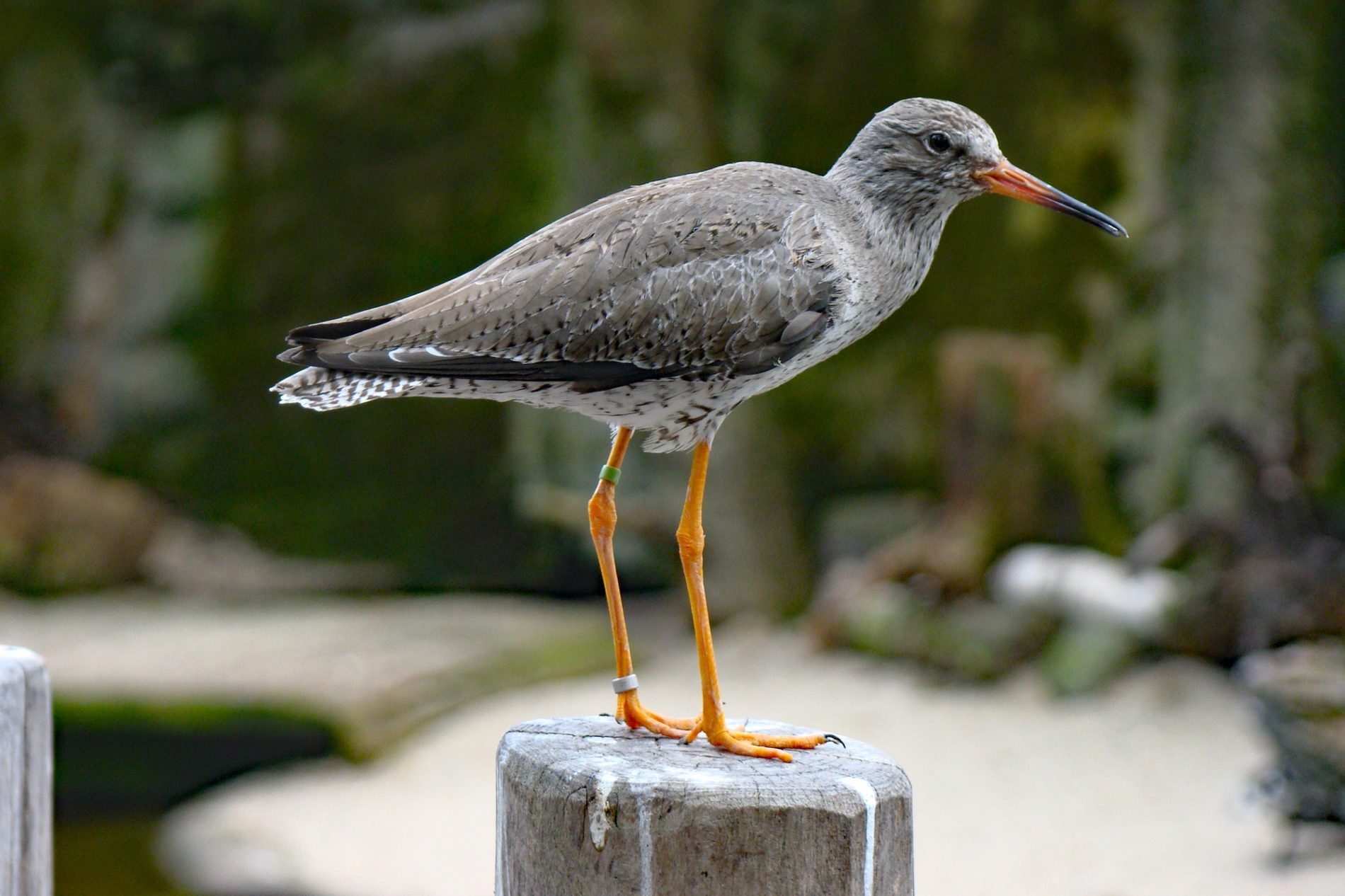 Rotschenkel