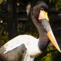 Sattelstorch