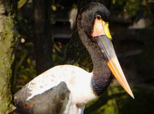 Sattelstorch
