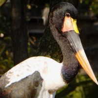Saddle-billed stork