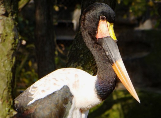 Saddle-billed stork