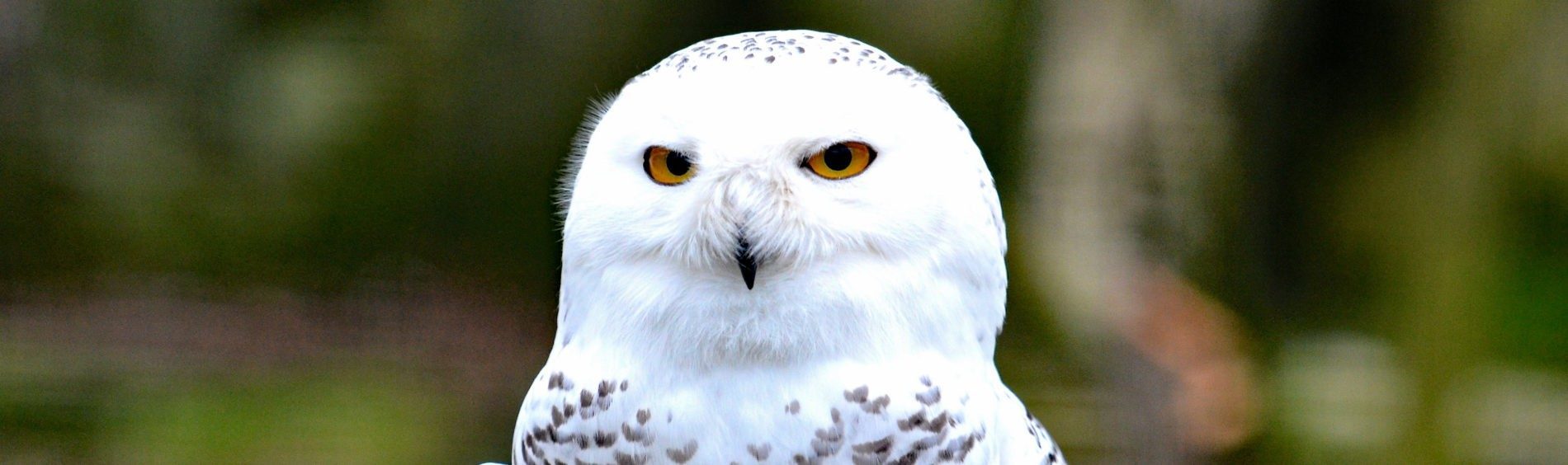 Schneeeule