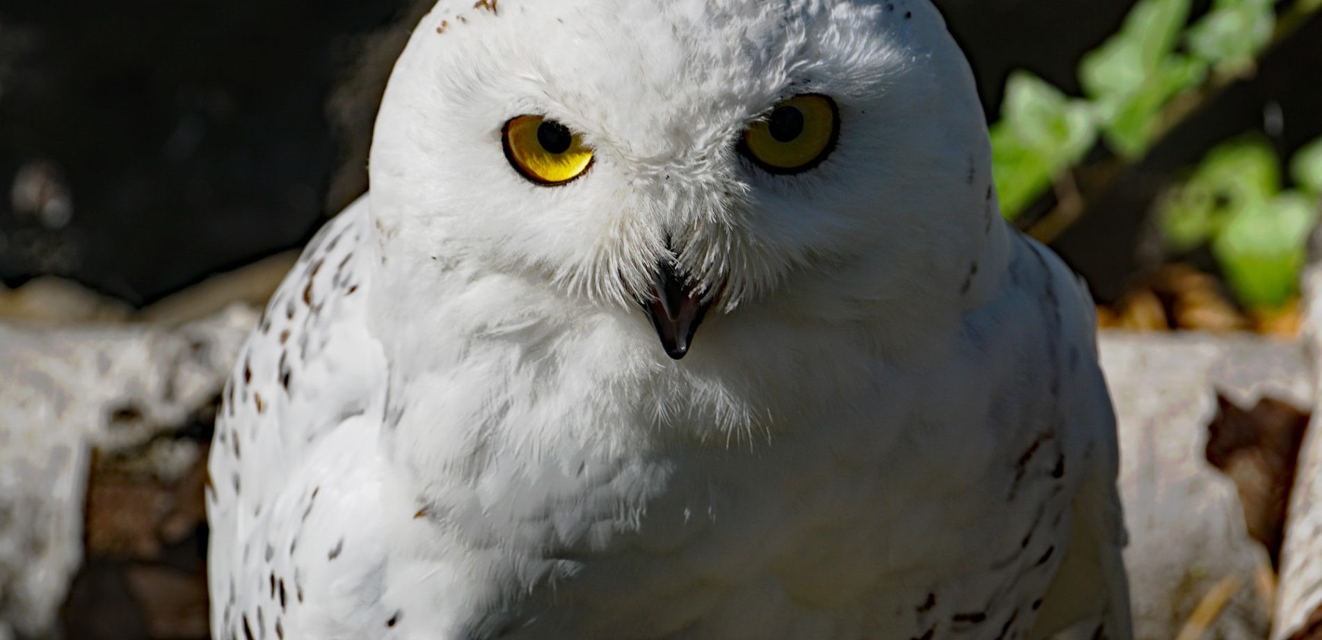 Schneeeule (Foto: Zoo Dresden) Schneeeule