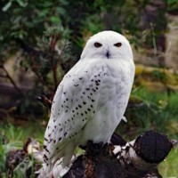 Schneeeule