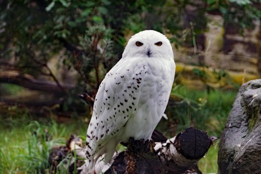 Schneeeule