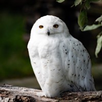 Schneeeule