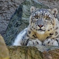 Schneeleopard im Zoo Dresden