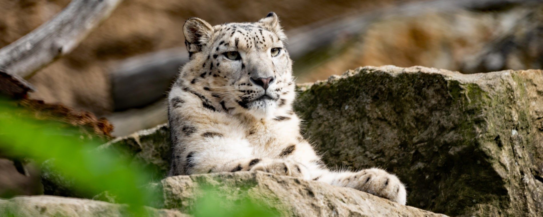 Schneeleopard
