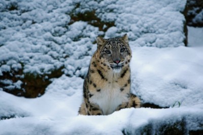 Schneeleopard Tierra im Schnee