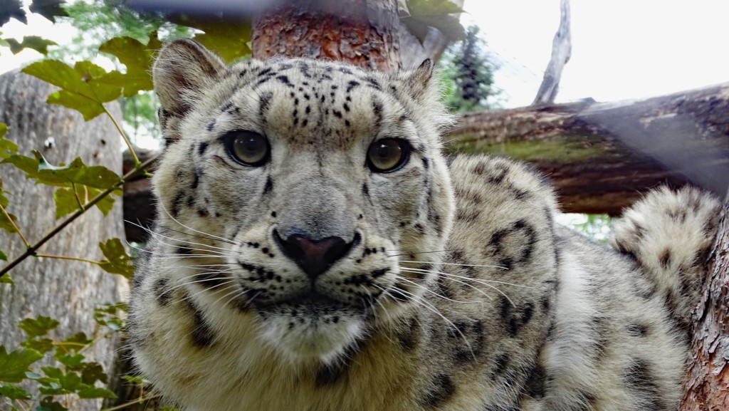 Schneeleopard (Foto: Zoo Dresden (Winfried Gensch)) Schneeleopard