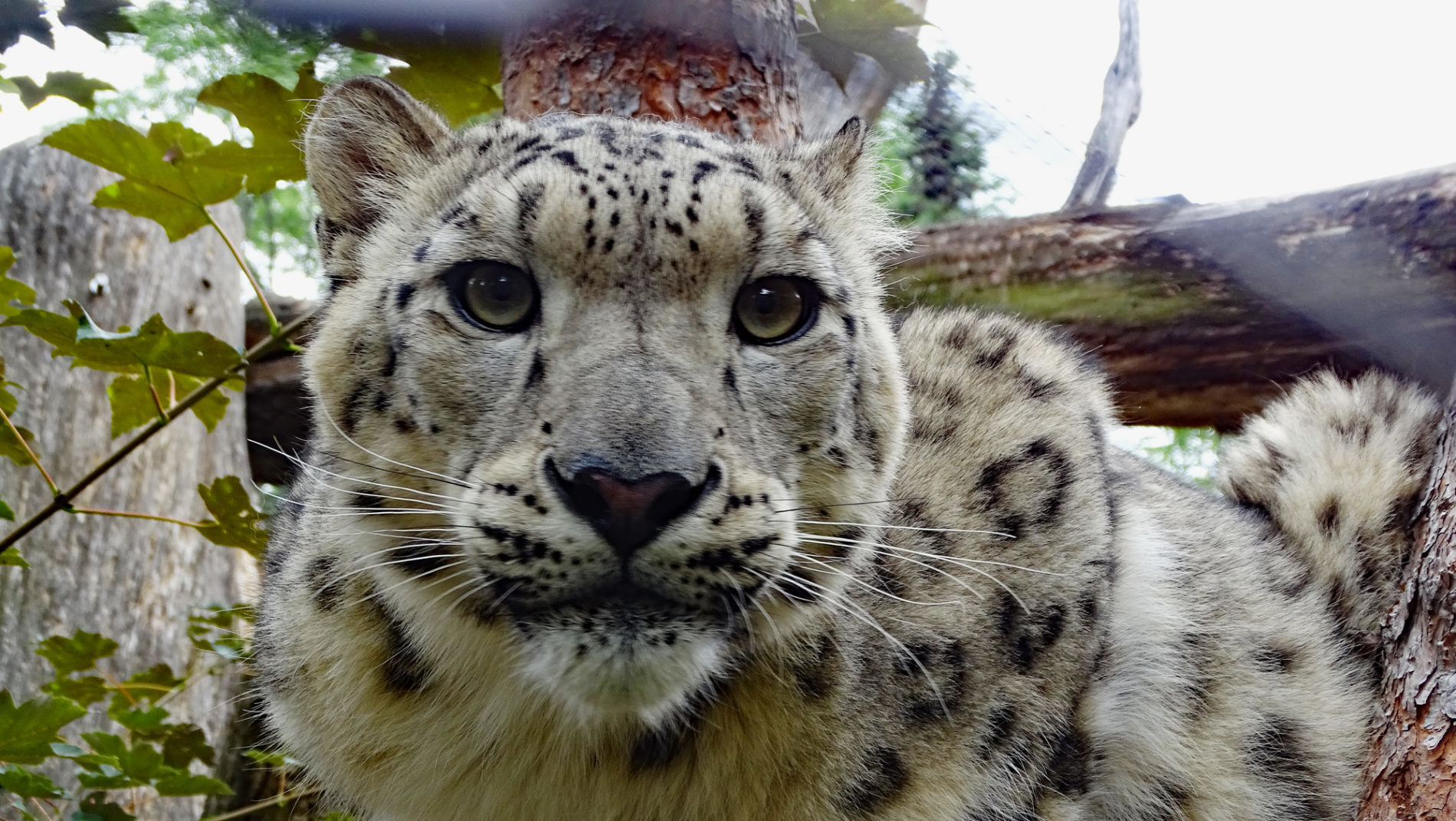 Schneeleopard