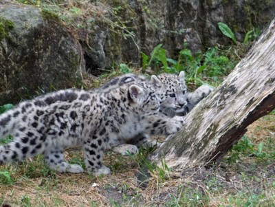 The two young snow leopards Tierra and Kafka exploring the outdoor enclosure.
