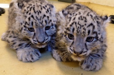 Zwei Schneeleoparden Jungtiere (Foto: Zoo Dresden) Zwei Schneeleoparden Jungtiere