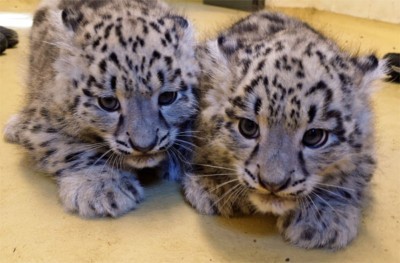 Zwei Schneeleoparden Jungtiere