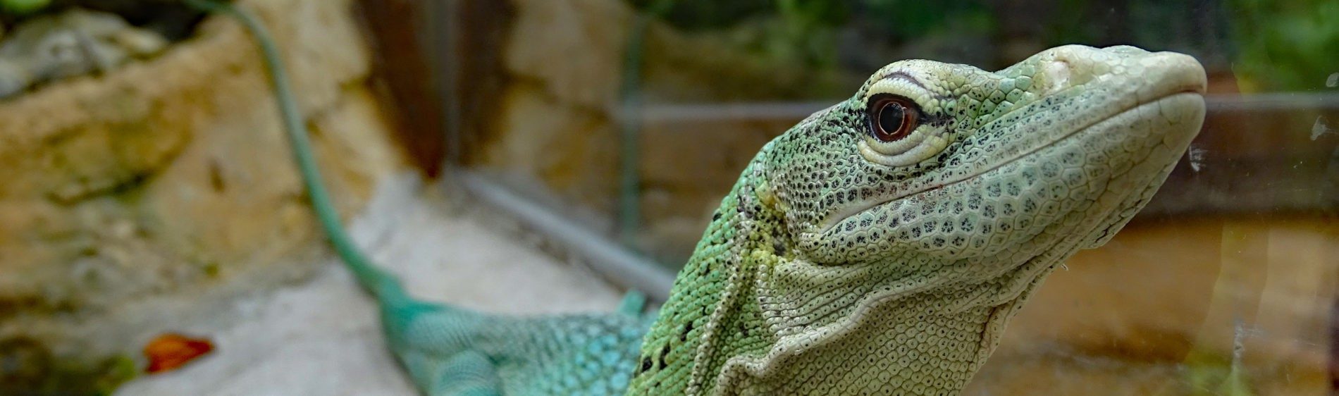 smaragdový monitor