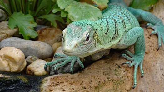 Smaragdwaran