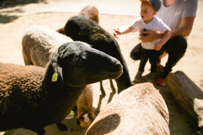 Streichelgehege mit Kamerunschafen