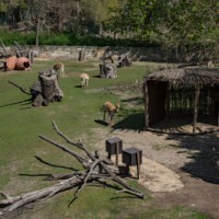 South American enclosure