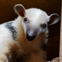 Tamandua