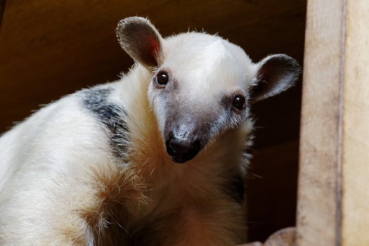 Tamandua