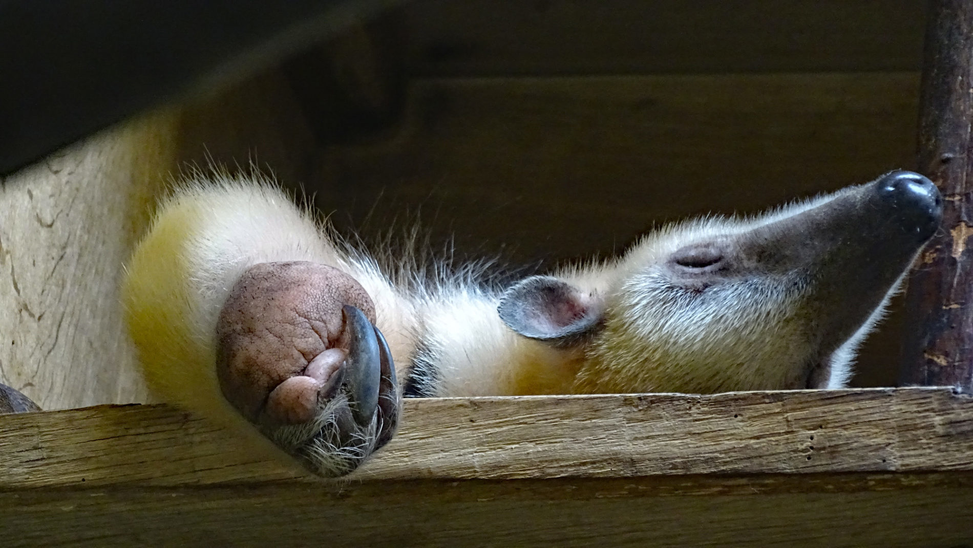 Tamandua