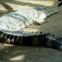 False gharial