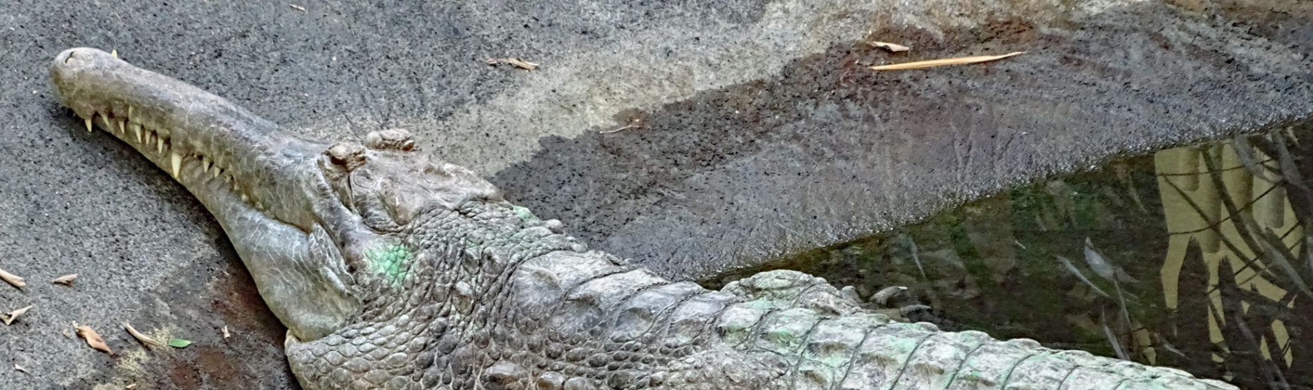 False gharial