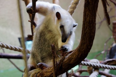 Southern tamandua