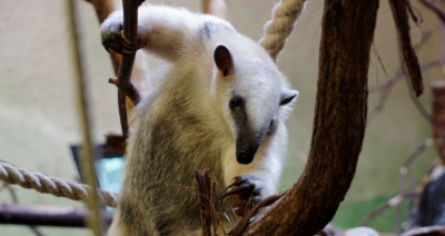 Tamandua