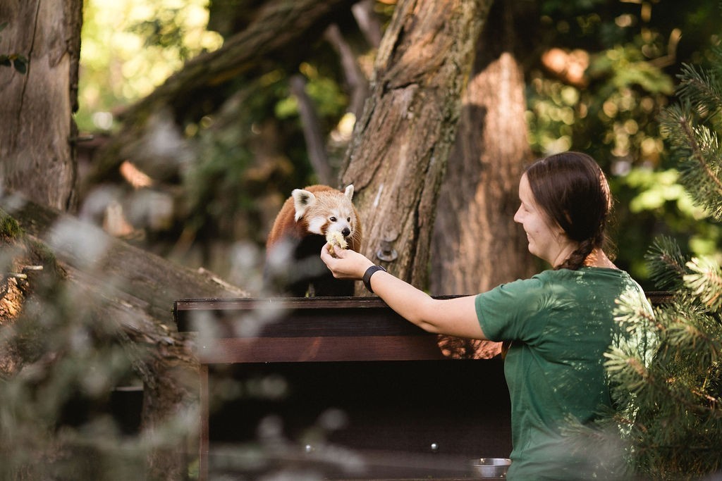 One of our keepers feeding the red pandas.