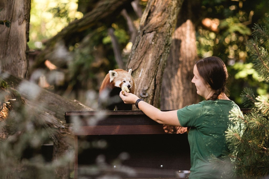 zoo keeper feeding animals