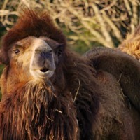 Bactrian camel Samuel