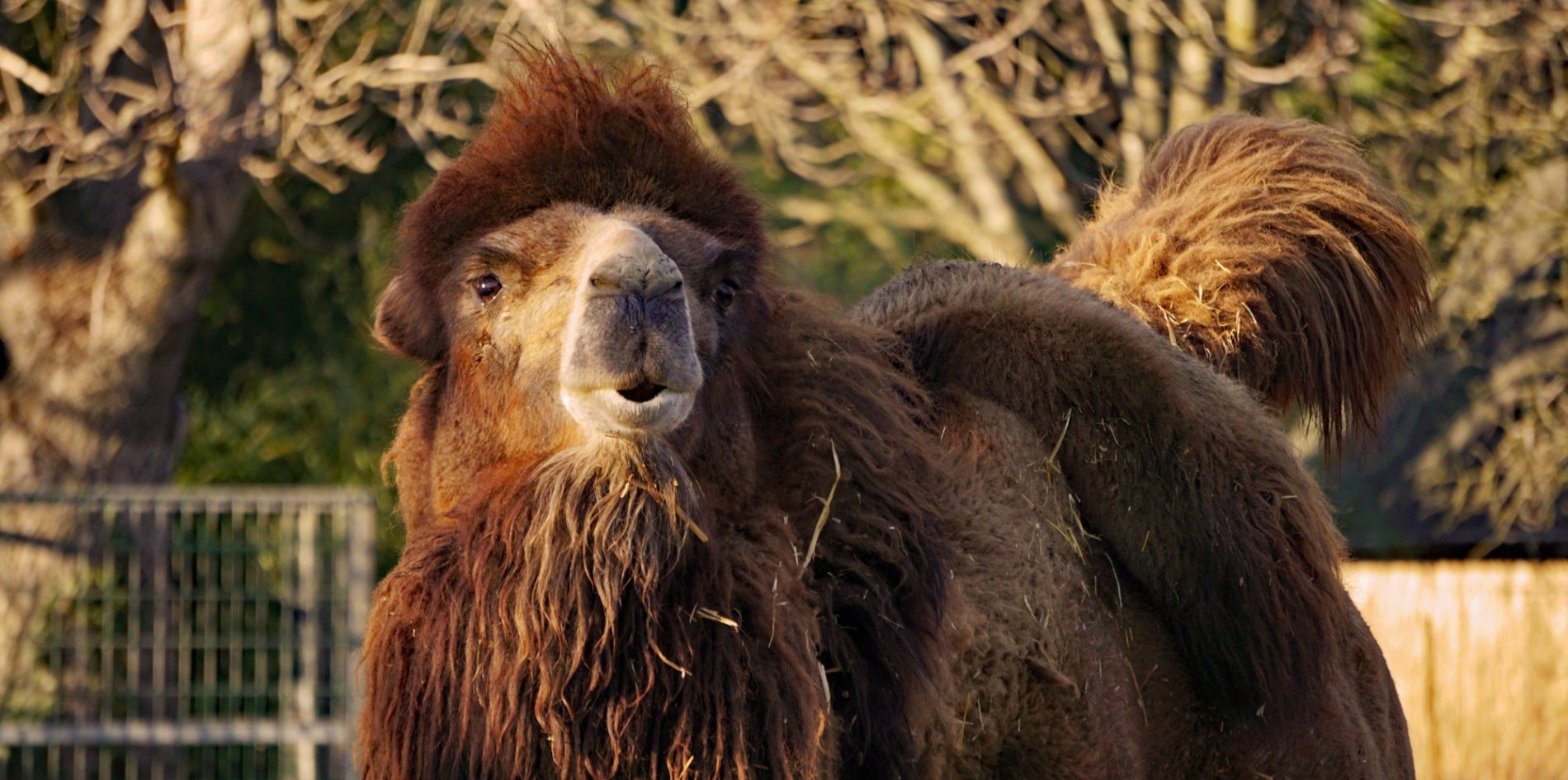 Bactrian camel Samuel