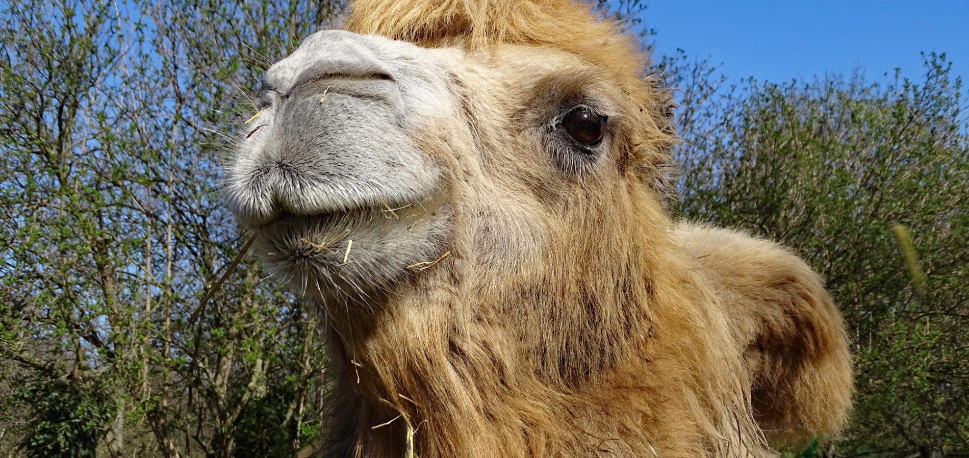 Bactrian camel