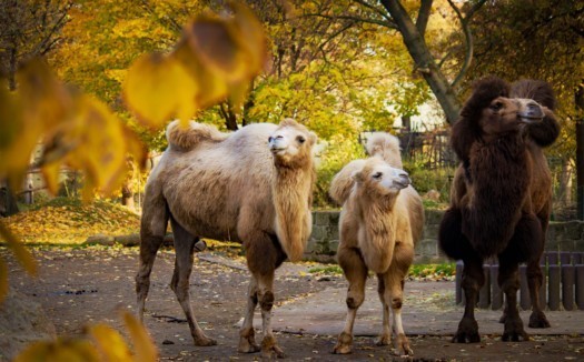 Bactrian camel