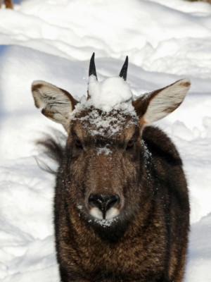 Goral im Schnee