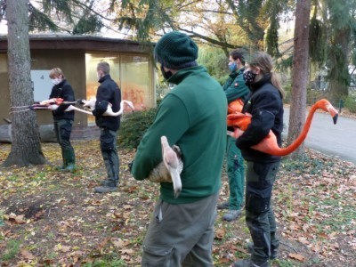 Die Flamingos wurden unter die Arme unserer Mitarbeiter geklemmt. So ging es zur neuen Anlage