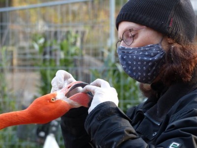 Bei dem Umzug wurden alle Flamingos untersucht und entwurmt