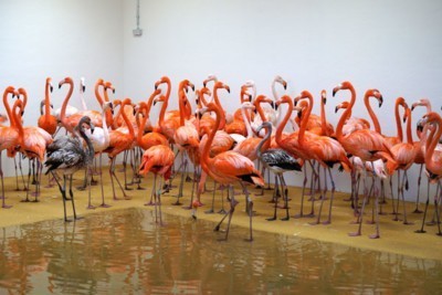 Unsere Kuba-Flamingos im neuen Winterhaus