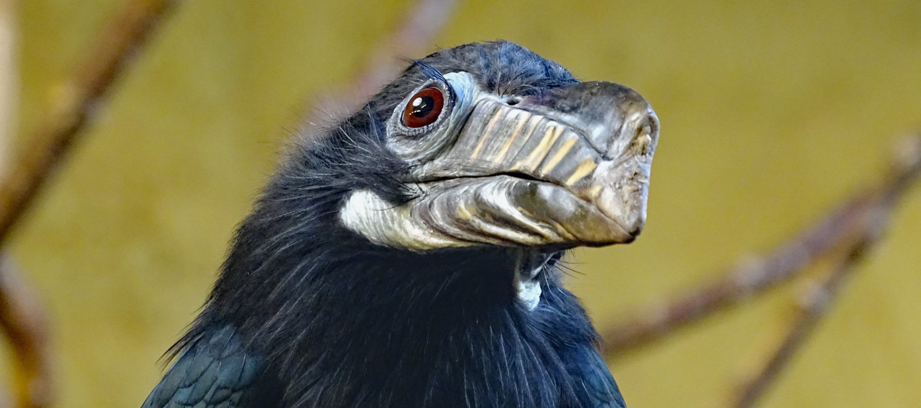 Visayan Hornbill (Photo: Zoo Dresden (Winfried Gensch)) Visayan Hornbill