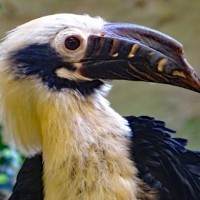 Visaya-Tariktik-Hornvogel