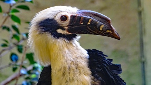 Visaya-Tariktik-Hornvogel