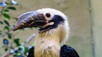 Visayan Hornbill